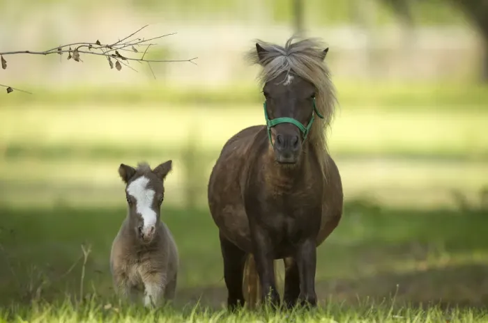 Framed Print : Miniature horse family