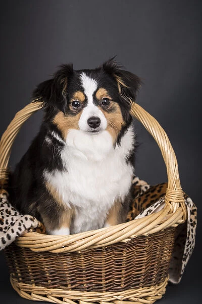 Miniature (or Toy) Australian Shepherd puppy sitting in a basket in a studio setting