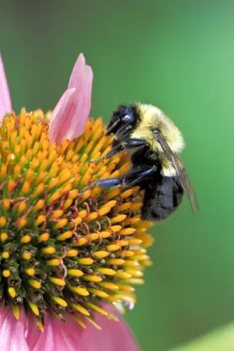 Framed Print : Mining Bee on cone flower (Andrena spp. ) Framed Print : Mining Bee on cone flower (Andrena spp. )