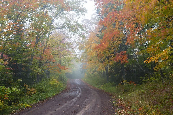 Minnesota, Pat Bayle State Forest, fall color along road through forest