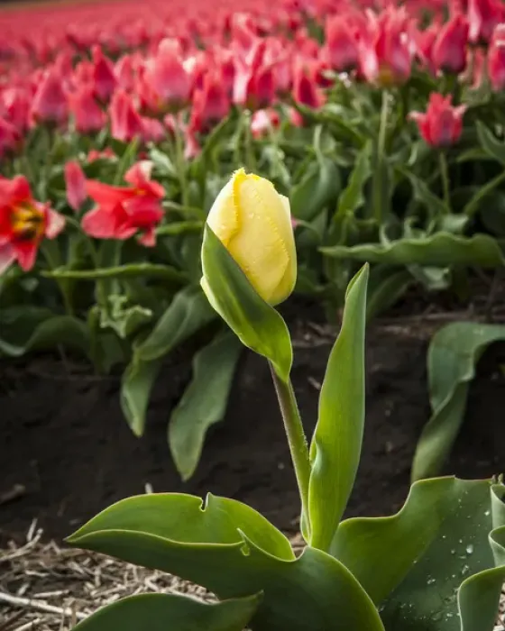 Framed Print : A mismatched yellow tulip growing in a row of red ones Framed Print : A mismatched yellow tulip growing in a row of red ones