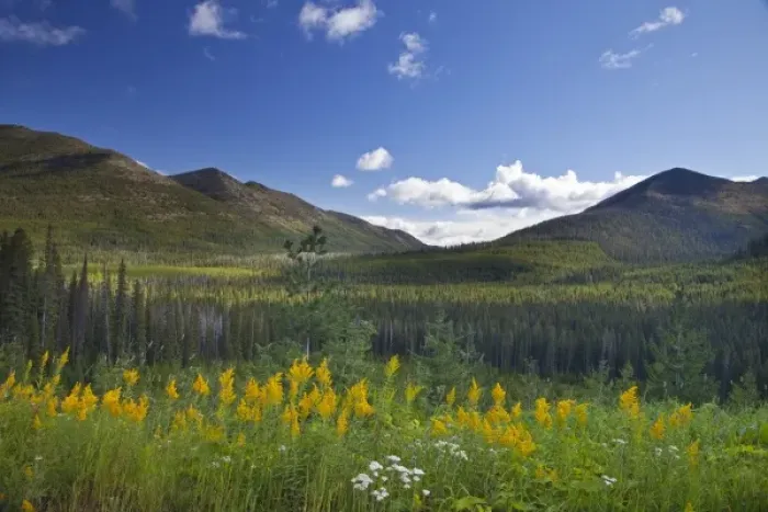Framed Print : Missouri goldenrod frames the northern end of the Whitefish Range in the Koootenai National Forest