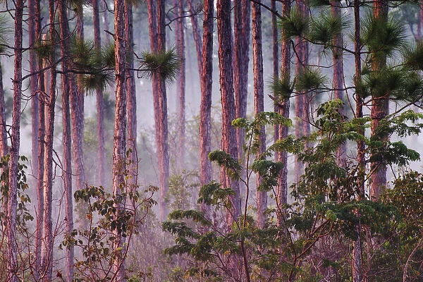 Mist among pine trees Everlades National Park, Florida