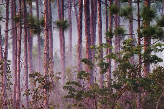Framed Print : Mist among pine trees Everlades National Park, Florida Framed Print : Mist among pine trees Everlades National Park, Florida