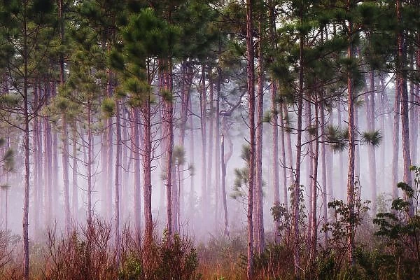 Mist among pine trees at sunrise, Everglades National Park, FL