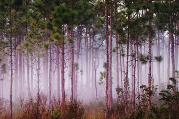 Framed Print : Mist among pine trees at sunrise, Everglades National Park, FL Framed Print : Mist among pine trees at sunrise, Everglades National Park, FL