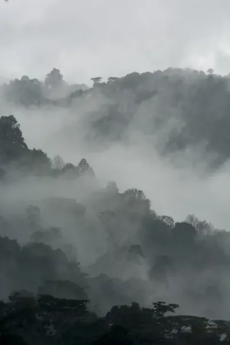 Framed Print : Mist and rain in the Bwindi Impenetrable Forest. Uganda Framed Print : Mist and rain in the Bwindi Impenetrable Forest. Uganda
