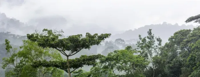 Framed Print : Mist and rain in the Bwindi Impenetrable Forest. Uganda Framed Print : Mist and rain in the Bwindi Impenetrable Forest. Uganda