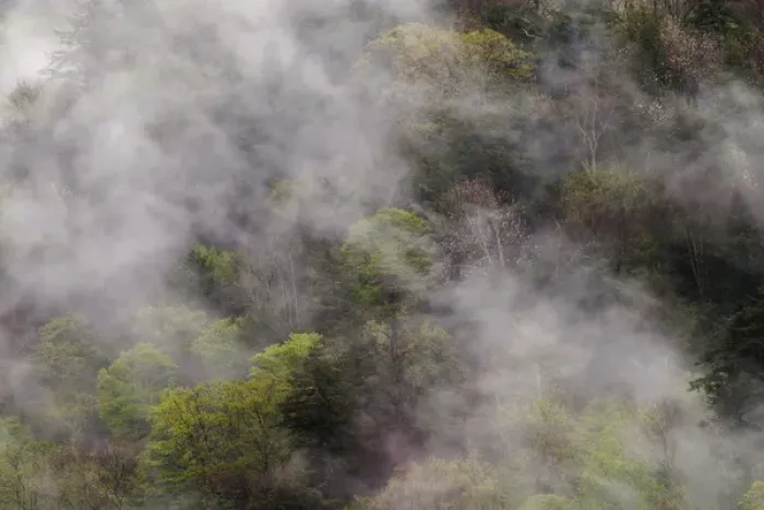Framed Print : Mist rising from mountainside after spring rain, Great Smoky Mountains National Park, TN Framed Print : Mist rising from mountainside after spring rain, Great Smoky Mountains National Park, TN