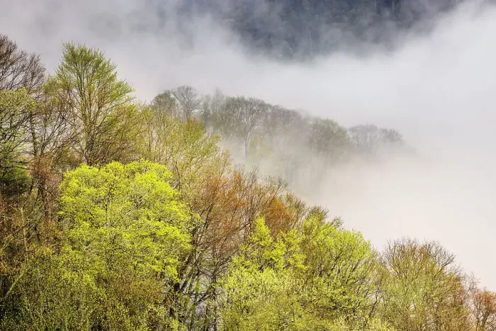 Framed Print : Mist rising from tapestry of blooming trees in spring, Great Smoky Mountains National Park, North Carolina Framed Print : Mist rising from tapestry of blooming trees in spring, Great Smoky Mountains National Park, North Carolina