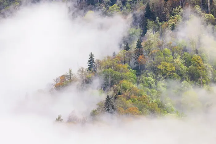 Framed Print : Mist rising from tapestry of blooming trees in spring, Great Smoky Mountains National Park, North Carolina Framed Print : Mist rising from tapestry of blooming trees in spring, Great Smoky Mountains National Park, North Carolina