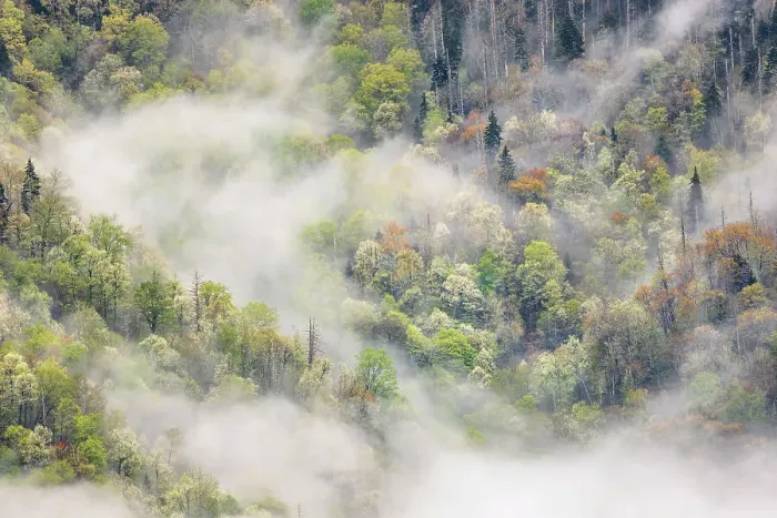 Framed Print : Mist rising from tapestry of blooming trees in spring, Great Smoky Mountains National Park, North Carolina