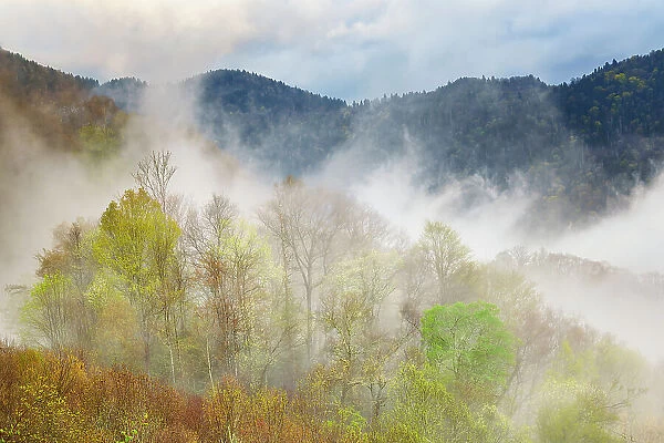 Mist rising from tapestry of blooming trees in spring, Great Smoky Mountains National Park, North Carolina