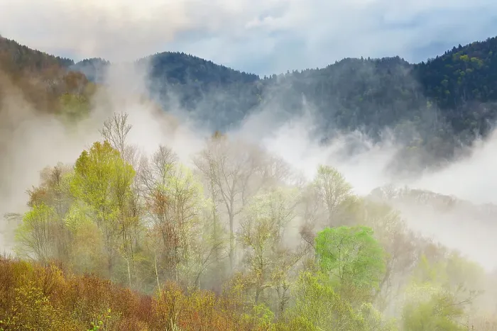 Framed Print : Mist rising from tapestry of blooming trees in spring, Great Smoky Mountains National Park, North Carolina Framed Print : Mist rising from tapestry of blooming trees in spring, Great Smoky Mountains National Park, North Carolina