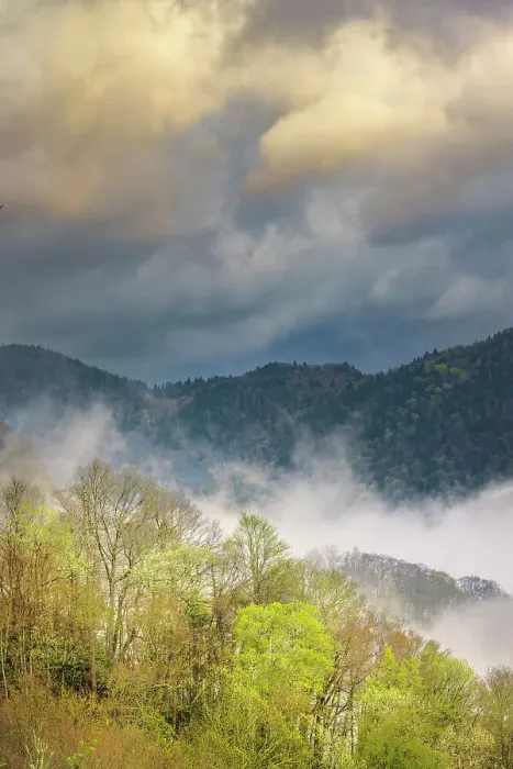 Framed Print : Mist rising from tapestry of blooming trees in spring, Great Smoky Mountains National Park, North Carolina