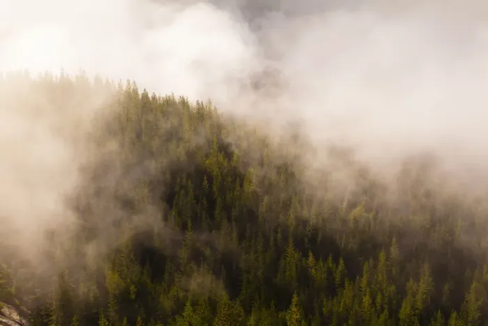 Framed Print : Mist over the trees in Squamish, British Columbia, Canada Framed Print : Mist over the trees in Squamish, British Columbia, Canada