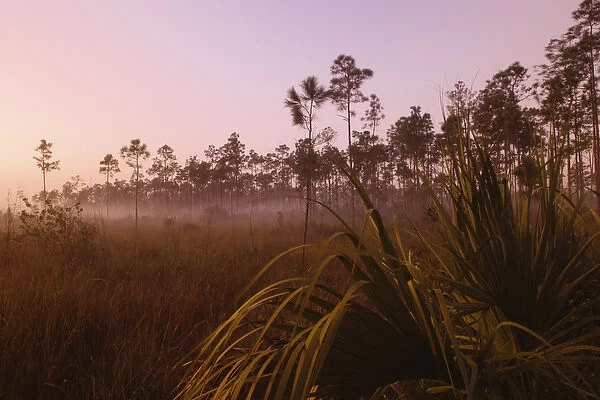 Misty sunrise Everglades National Park, Florida