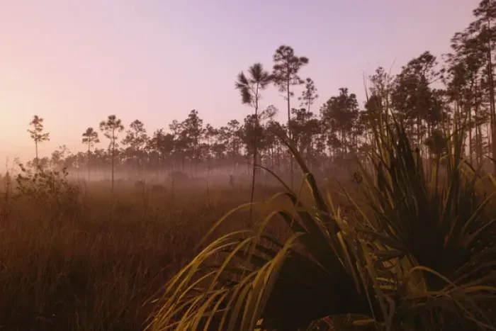 Framed Print : Misty sunrise Everglades National Park, Florida