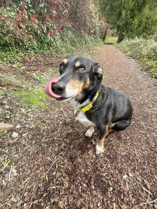 Framed Print : Mixed breed dog sitting on a hiking path licking its nose Framed Print : Mixed breed dog sitting on a hiking path licking its nose