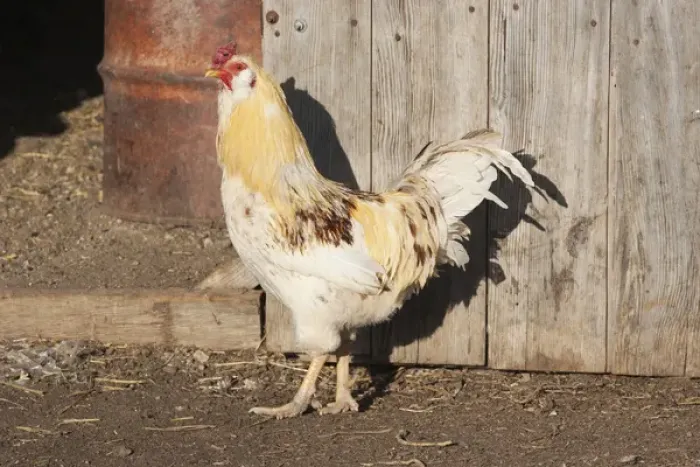 Framed Print : Mixed breed rooster in front of barn Framed Print : Mixed breed rooster in front of barn