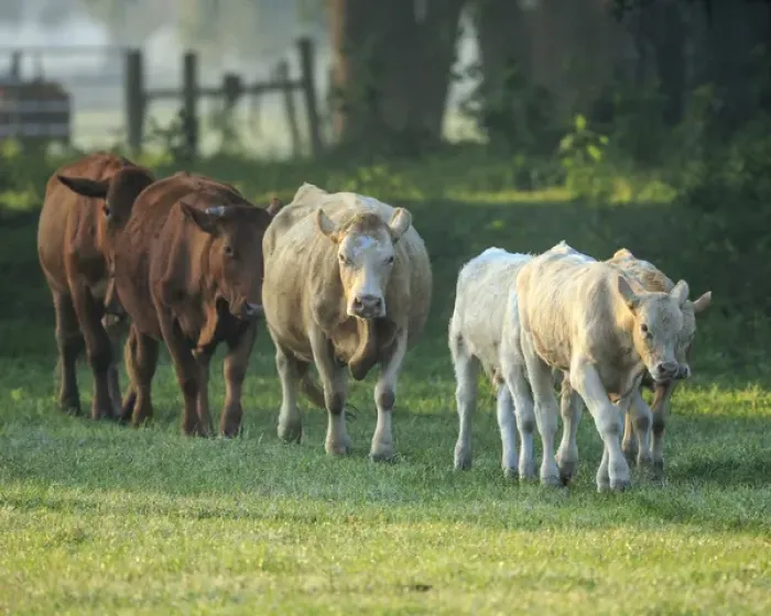 Framed Print : Mixed cattle coming for water, Florida Framed Print : Mixed cattle coming for water, Florida