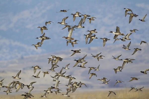 Mixed flock of waterfowl flying