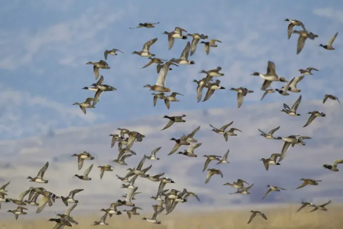 Framed Print : Mixed flock of waterfowl flying Framed Print : Mixed flock of waterfowl flying