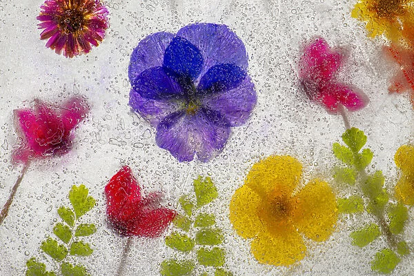 Mixed flowers in ice