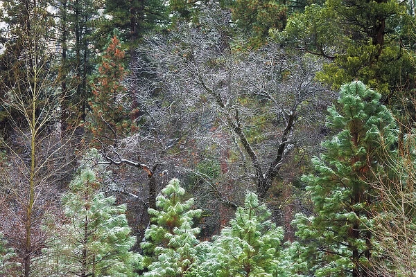 Mixed forest in winter, Yosemite Valley, Yosemite National Park, California USA