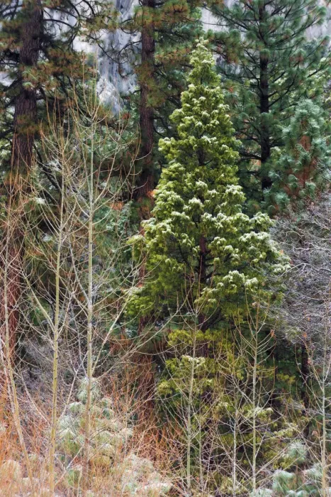 Framed Print : Mixed forest in winter, Yosemite Valley, Yosemite National Park, California USA Framed Print : Mixed forest in winter, Yosemite Valley, Yosemite National Park, California USA