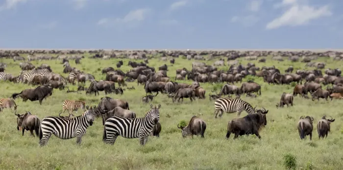 Framed Print : Mixed herd of wildebeest and zebras, Serengeti National Park, Tanzania, Africa Framed Print : Mixed herd of wildebeest and zebras, Serengeti National Park, Tanzania, Africa