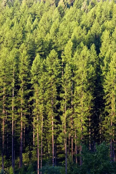 Framed Print : Mixed pine forest near Whitefish Montana Framed Print : Mixed pine forest near Whitefish Montana