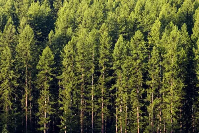 Framed Print : Mixed pine forest near Whitefish Montana Framed Print : Mixed pine forest near Whitefish Montana