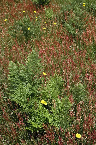 Mixture of flowers, ferns and grasses, Dolason Prairie, Redwood National Park, California