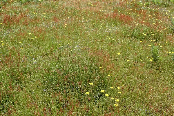 Mixture of flowers and grasses, Dolason Prairie, Redwood National Park, California