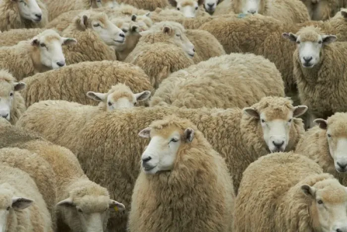 Framed Print : Mob of sheep, Catlins, South Otago, South Island, New Zealand Framed Print : Mob of sheep, Catlins, South Otago, South Island, New Zealand