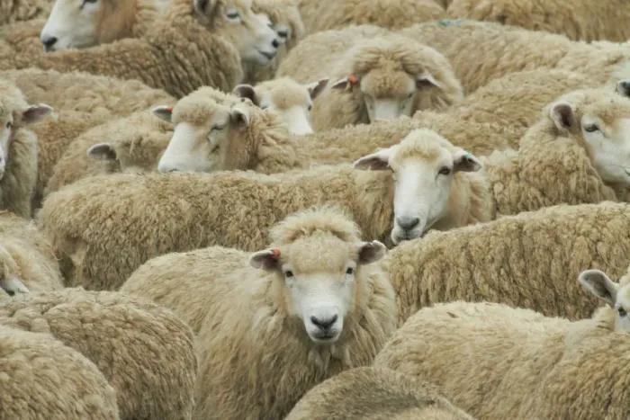 Framed Print : Mob of sheep, Catlins, South Otago, South Island, New Zealand Framed Print : Mob of sheep, Catlins, South Otago, South Island, New Zealand