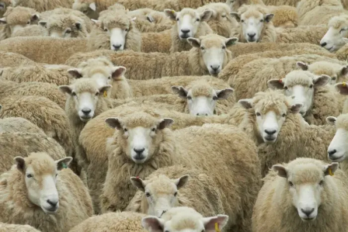 Framed Print : Mob of sheep, Catlins, South Otago, South Island, New Zealand