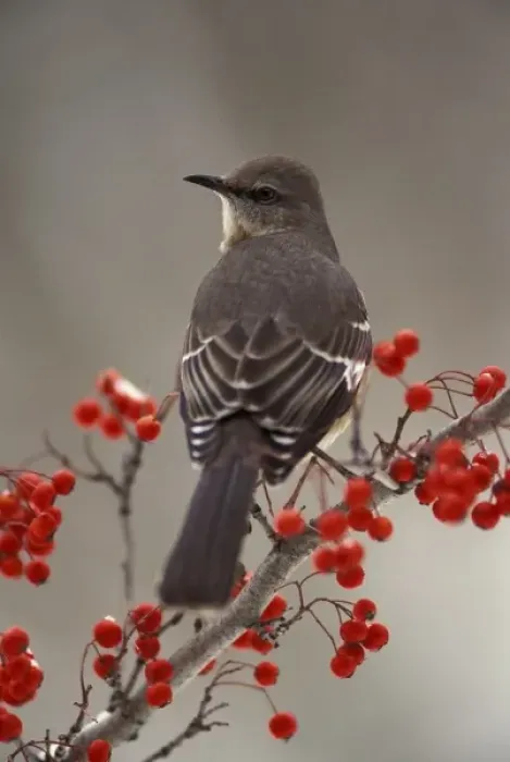 Framed Print : Mockingbird among hawthorn berries Framed Print : Mockingbird among hawthorn berries