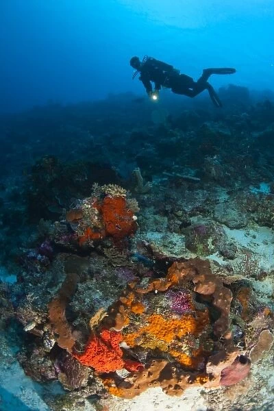 Model Released scuba divers at Tukang Besi Marine Preserve, pristine reefs near Wakatobi