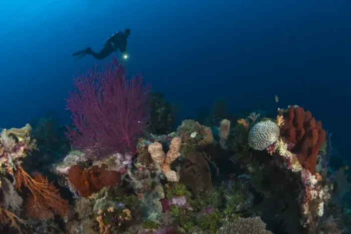 Framed Print : Model Released scuba divers at Tukang Besi Marine Preserve, pristine reefs near Wakatobi