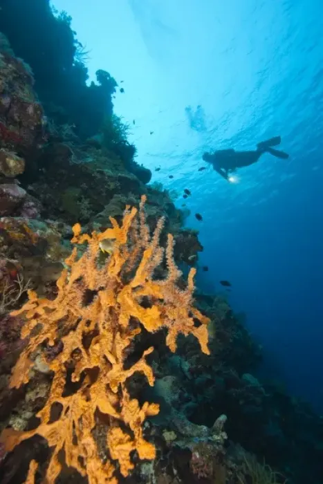 Framed Print : Model Released scuba divers at Tukang Besi Marine Preserve, pristine reefs near Wakatobi Framed Print : Model Released scuba divers at Tukang Besi Marine Preserve, pristine reefs near Wakatobi
