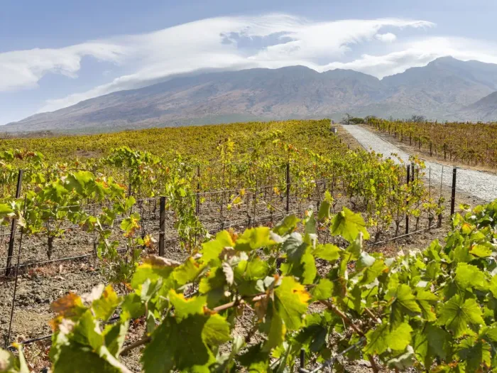 Framed Print : Modern viniculture at winery Maria Chaves. Fogo Island (Ilha do Fogo)