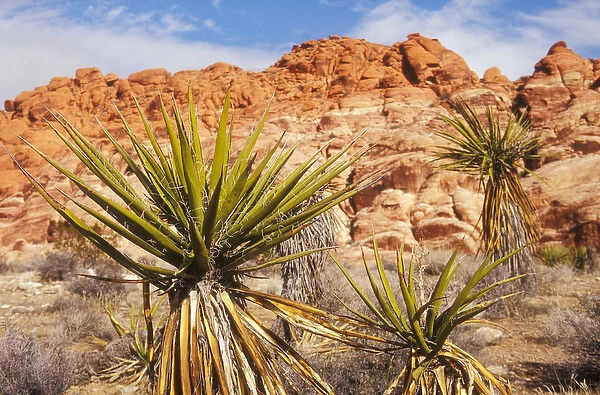 Mojave Yucca with brightly colored rock formations at Red Rock Canyon National Conservation Area