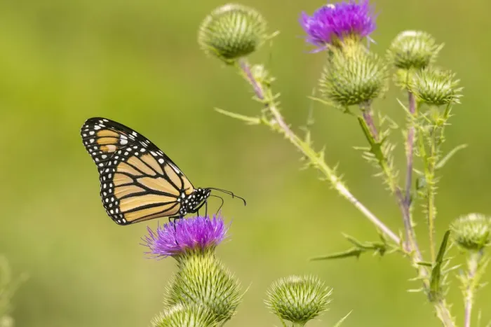 Framed Print : Monarch on Bull thistle Framed Print : Monarch on Bull thistle
