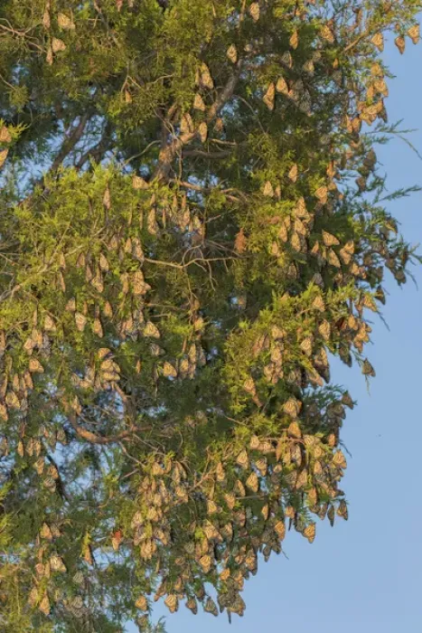 Framed Print : Monarch Butterflies (Danus plexippus) roosting in Eastern Red Cedar (Juniperus virginiana)