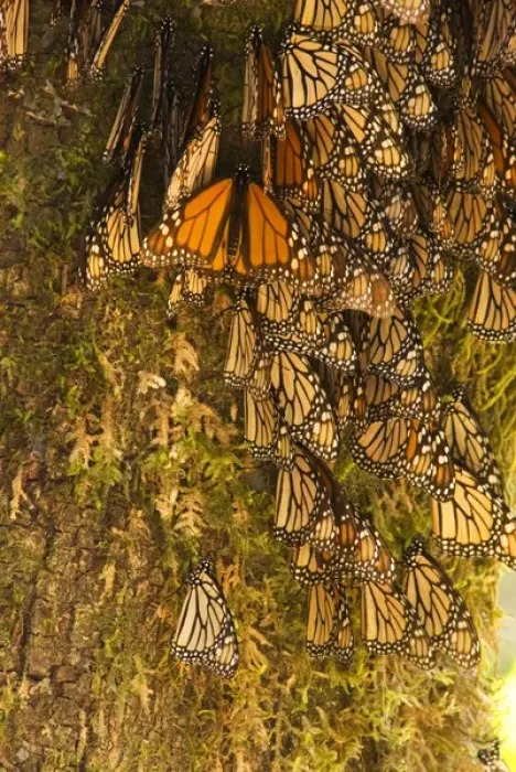Framed Print : Monarch Butterflies(Danaus plexippus) on bark, El Rosario Butterfly Reserve Framed Print : Monarch Butterflies(Danaus plexippus) on bark, El Rosario Butterfly Reserve