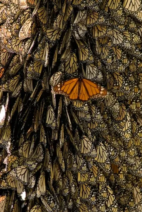 Framed Print : Monarch Butterflies(Danaus plexippus) on bark, El Rosario Butterfly Reserve, Michoacan Framed Print : Monarch Butterflies(Danaus plexippus) on bark, El Rosario Butterfly Reserve, Michoacan
