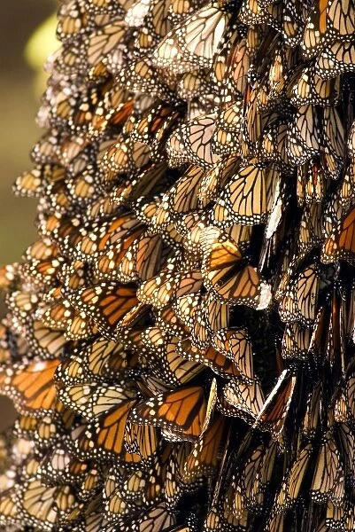 Monarch Butterflies(Danaus plexippus) on bark, El Rosario Butterfly Reserve, Michoacan