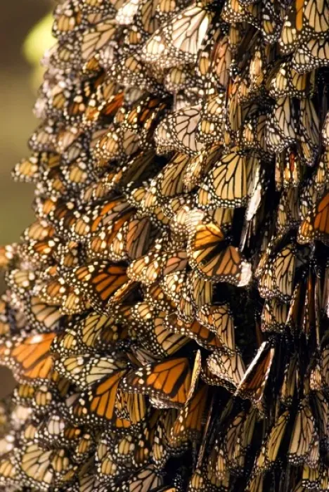 Framed Print : Monarch Butterflies(Danaus plexippus) on bark, El Rosario Butterfly Reserve, Michoacan Framed Print : Monarch Butterflies(Danaus plexippus) on bark, El Rosario Butterfly Reserve, Michoacan